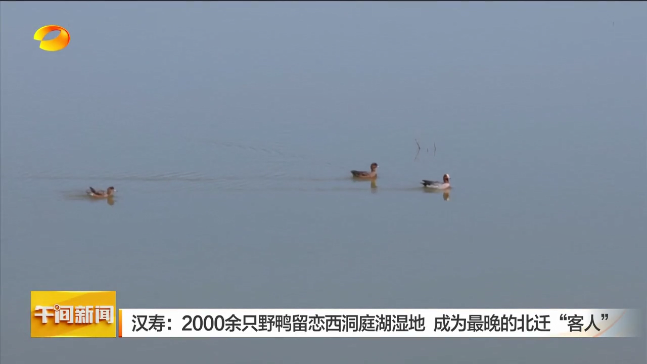 漢壽：2000余只野鴨留戀西洞庭湖濕地 成為最晚的北遷“客人”